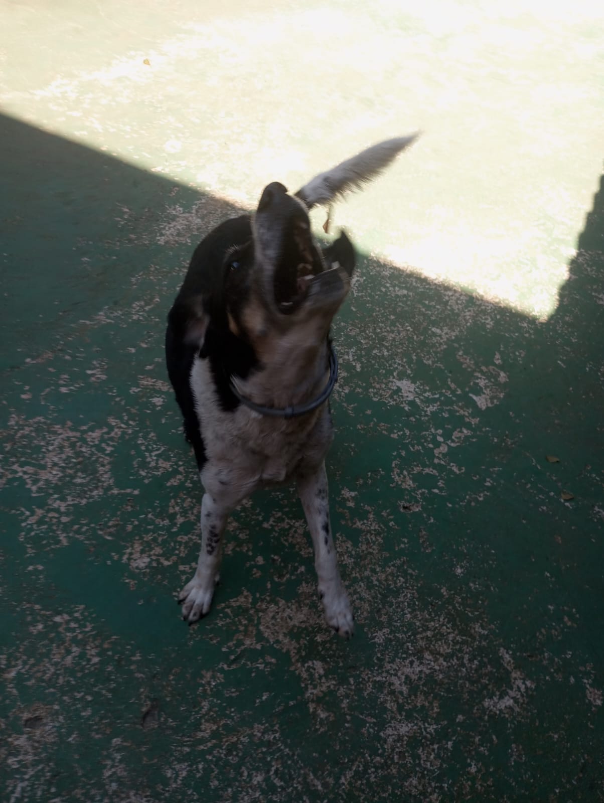 Foto do dia 24/04/2026 11:29  na clínica Animal House