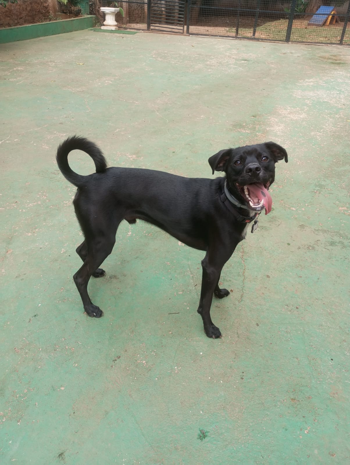 Foto do dia 27/04/2026 11:39  na clínica Animal House