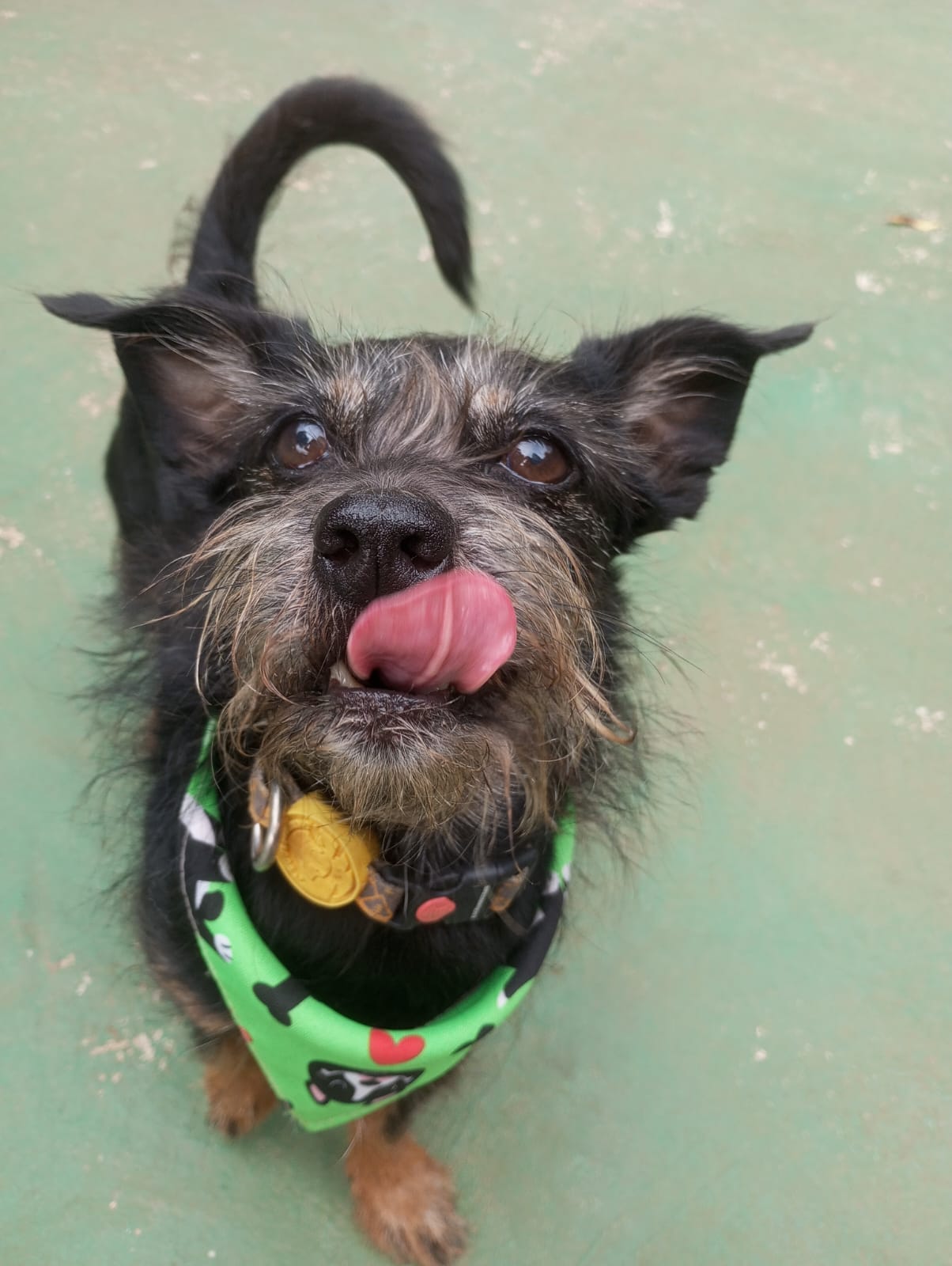 Foto do dia 27/04/2026 12:19  na clínica Animal House