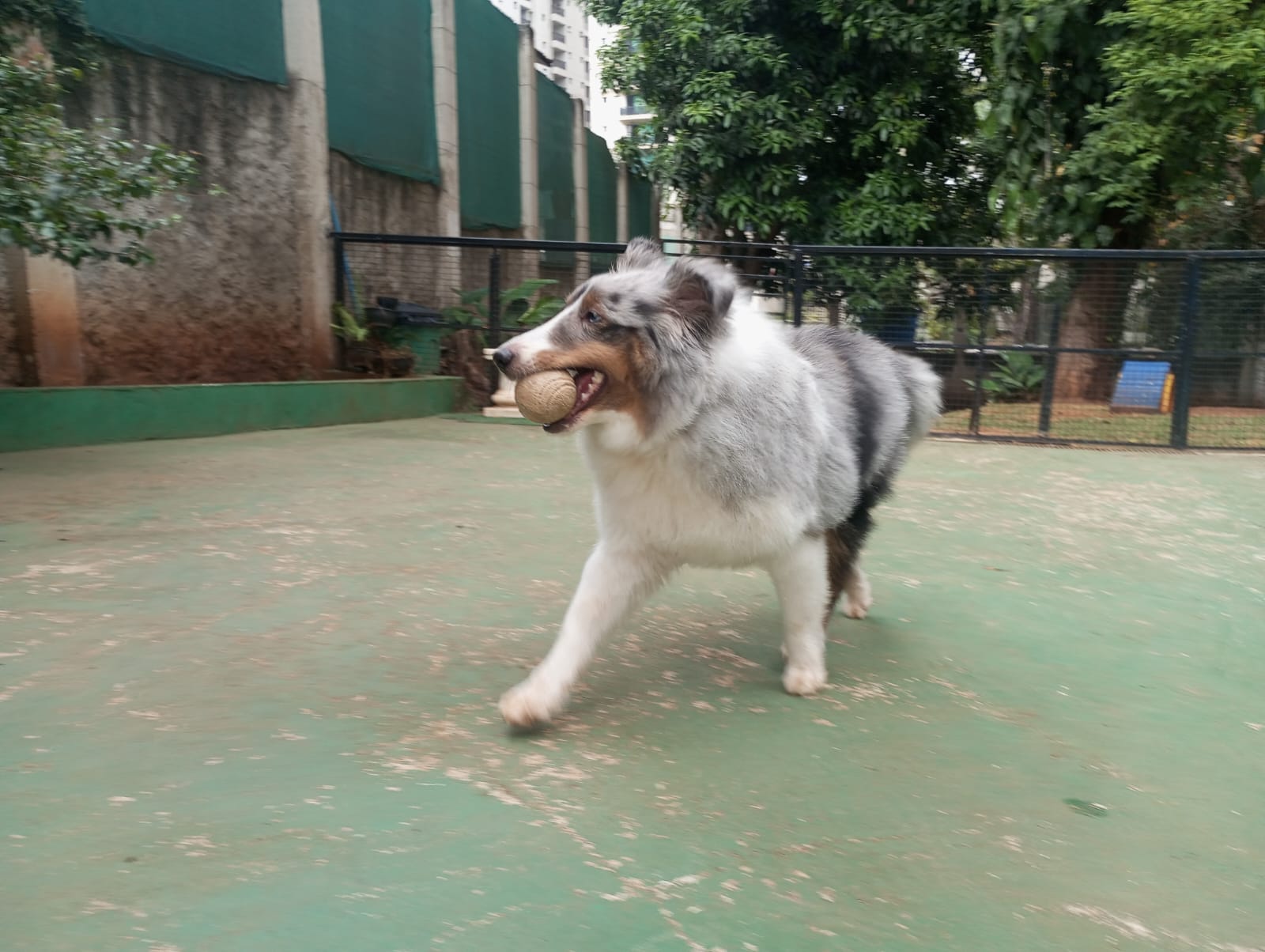 Foto do dia 28/04/2026 09:50  na clínica Animal House