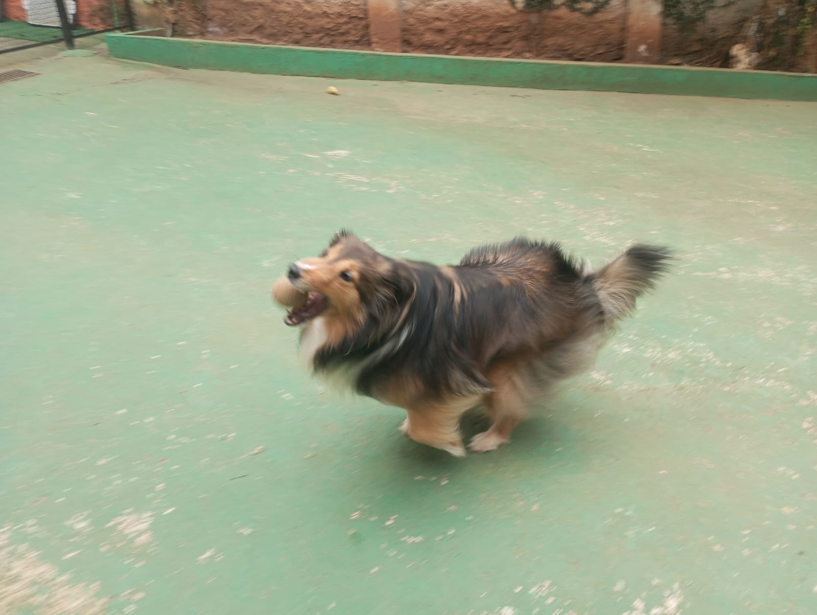 Foto do dia 28/04/2026 10:40  na clínica Animal House