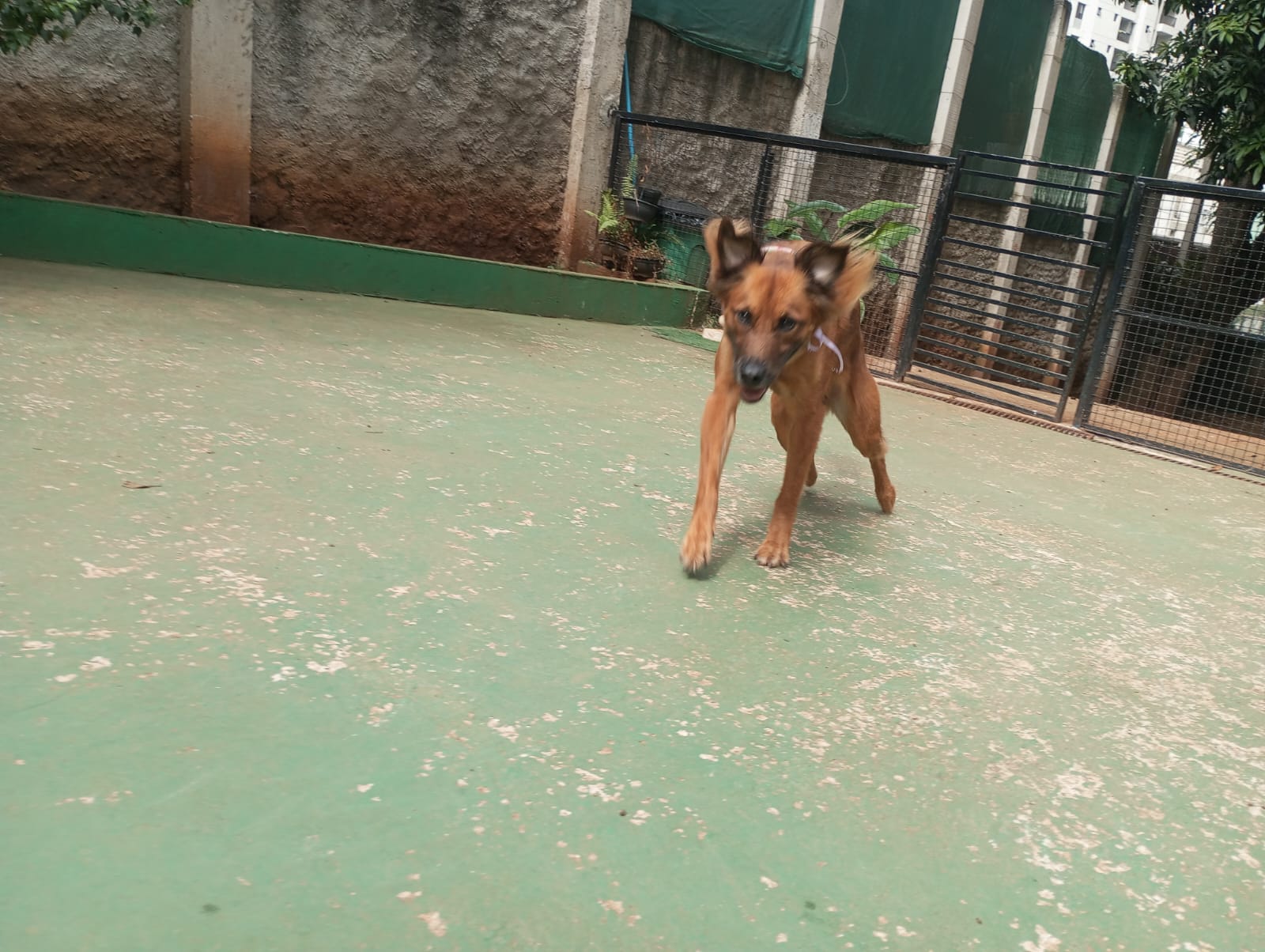 Foto do dia 28/04/2026 11:11  na clínica Animal House