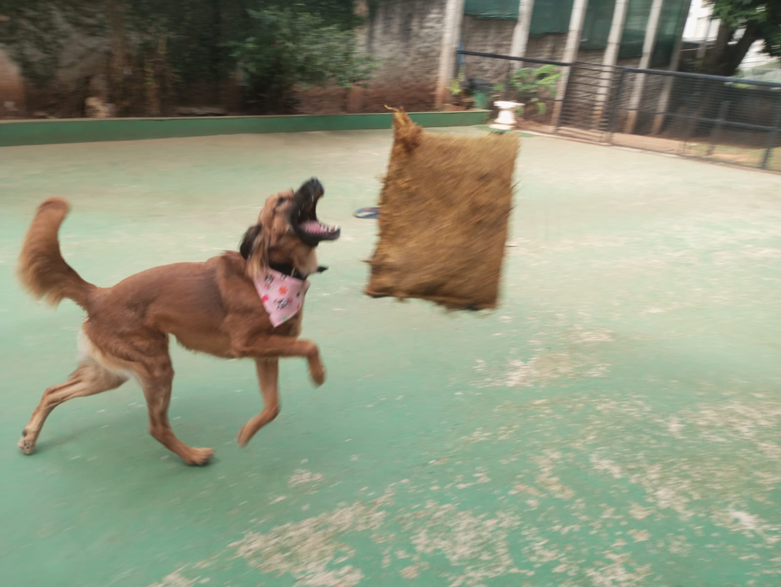 Foto do dia 28/04/2026 11:11  na clínica Animal House