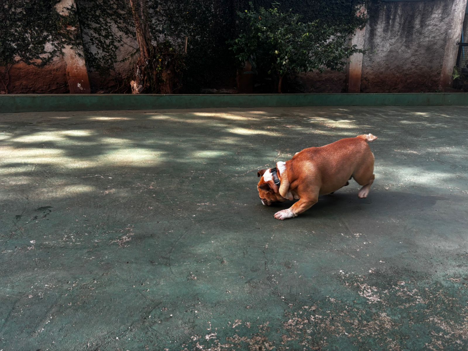 Foto do dia 30/04/2026 09:54  na clínica Animal House