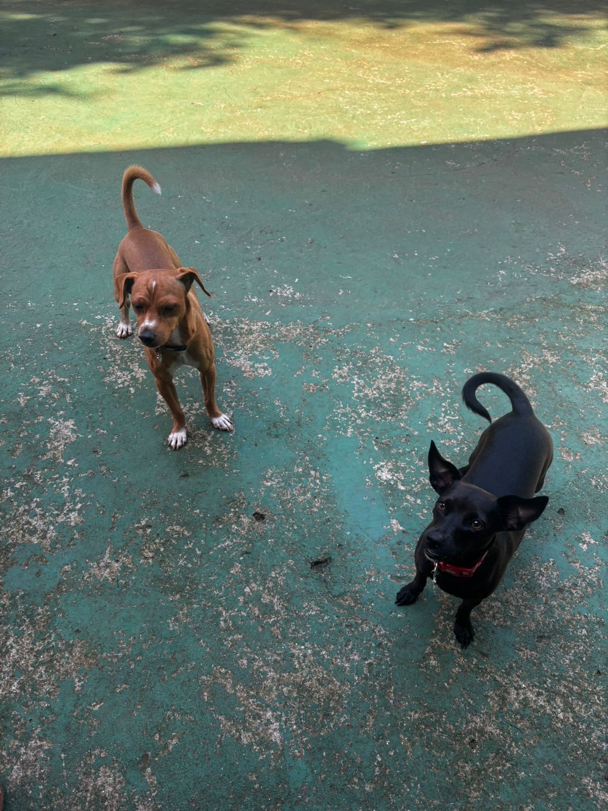 Bento e Capitu