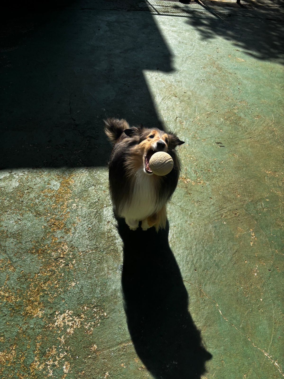 Foto do dia 30/04/2026 11:28  na clínica Animal House