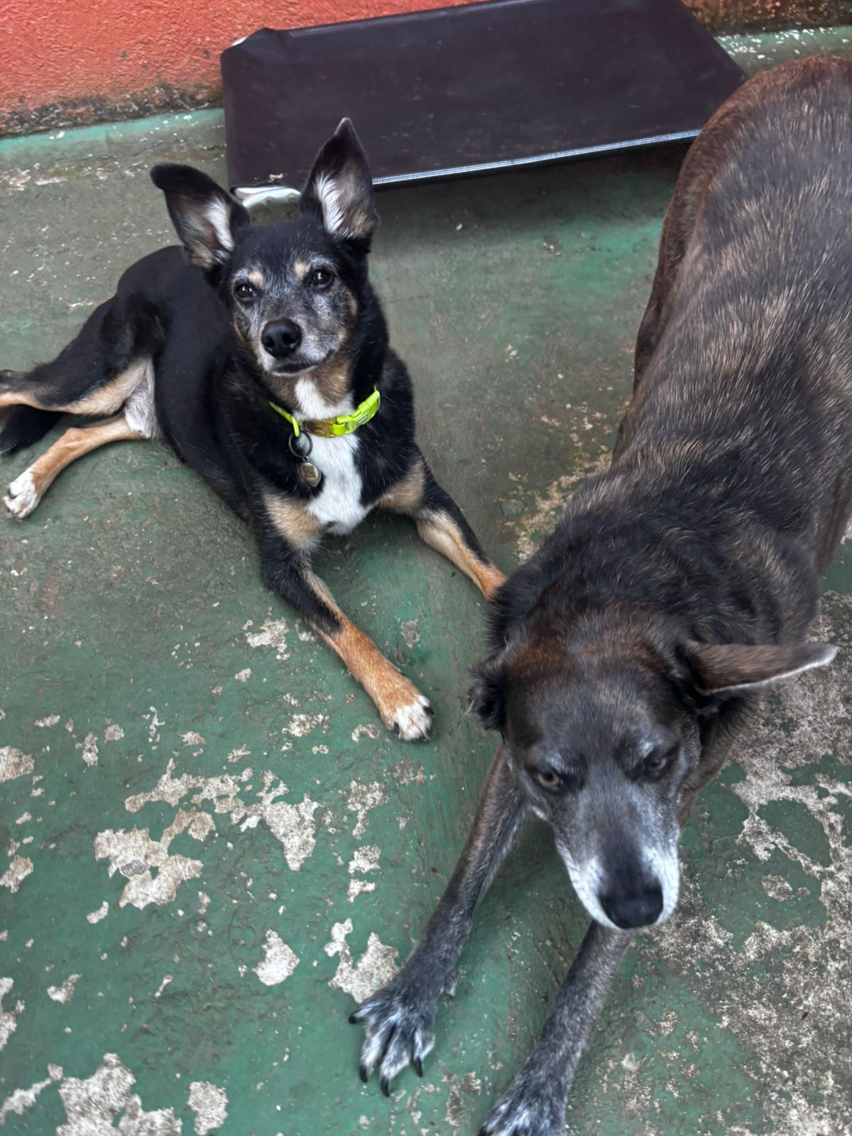 Bigola & Brisa