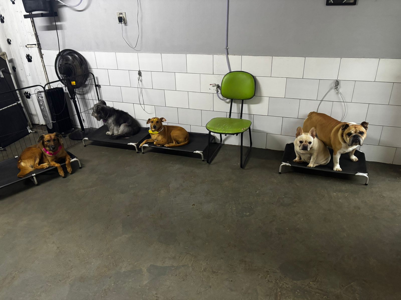 Foto do dia 27/05/2026 17:14  na clínica Animal House