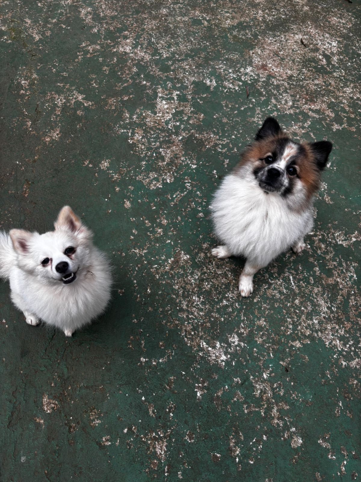 Luna & Beethoven