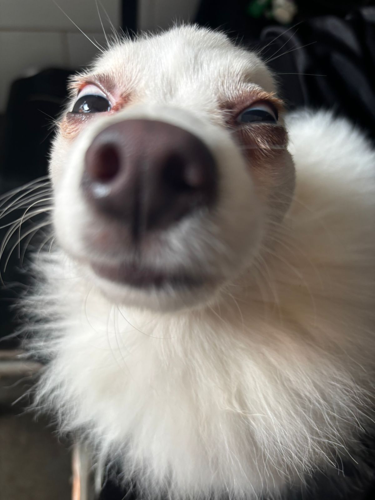 Luna 😂
