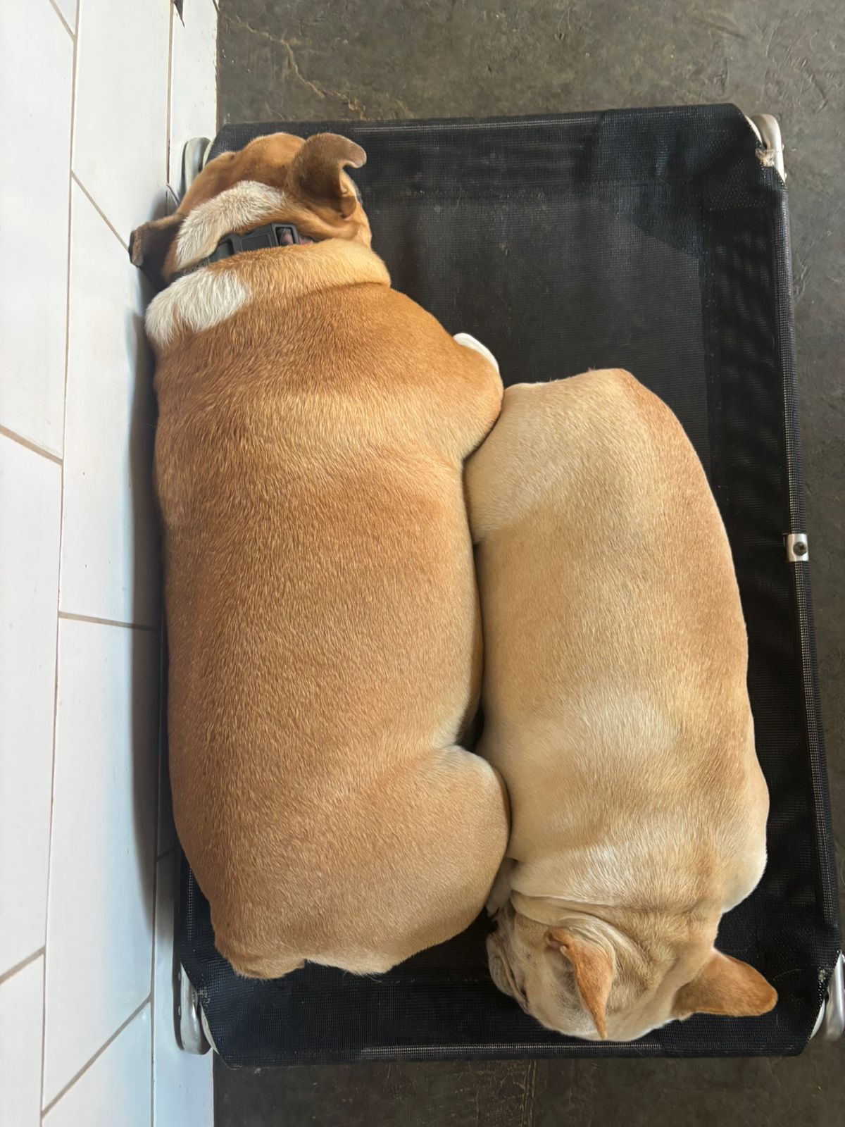Parece um Pão Frances e uma bisnaguinha 😂😂😂