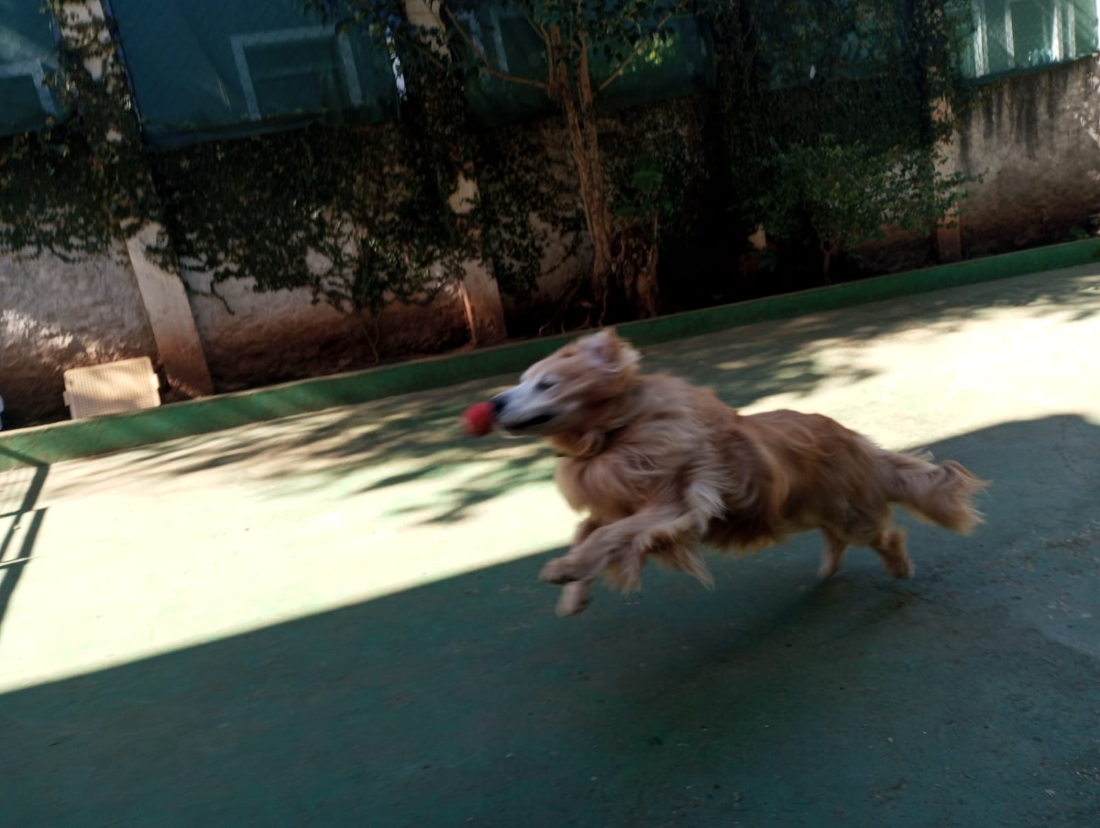 Foto do dia 19/06/2026 11:00  na clínica Animal House
