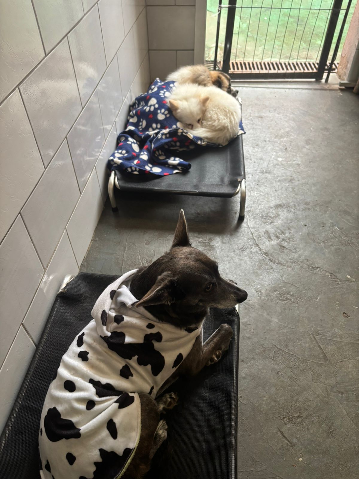 Brisa, Luna & Beto