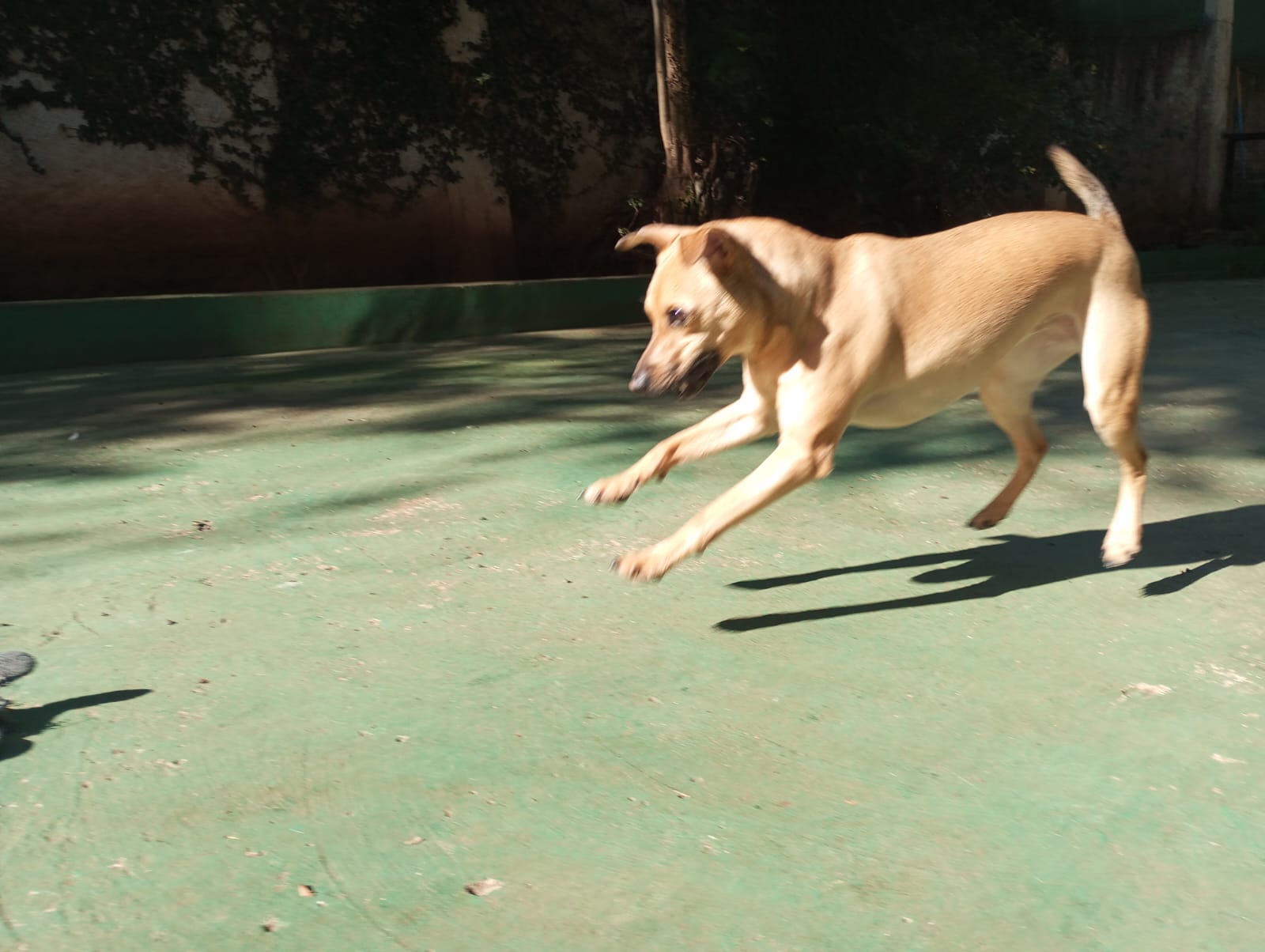Foto do dia 01/07/2026 10:29  na clínica Animal House