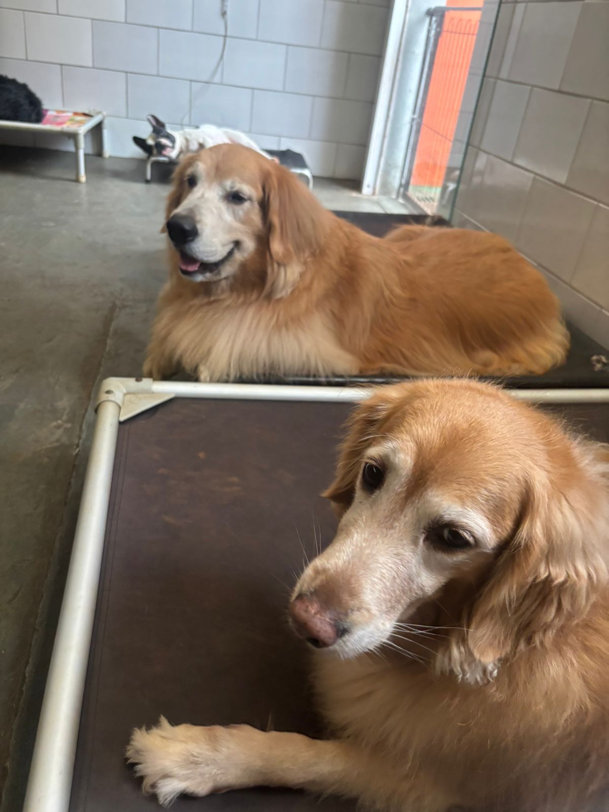 Os Goldens ❤️