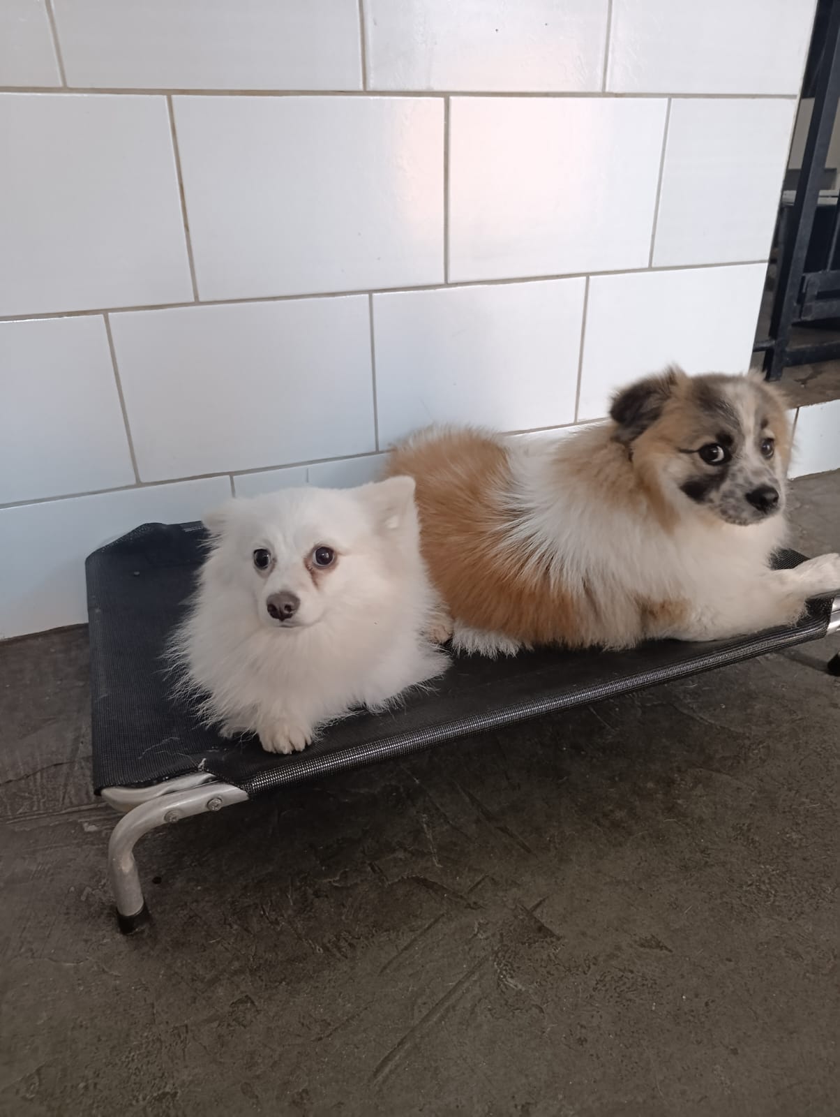 Beto e Luna