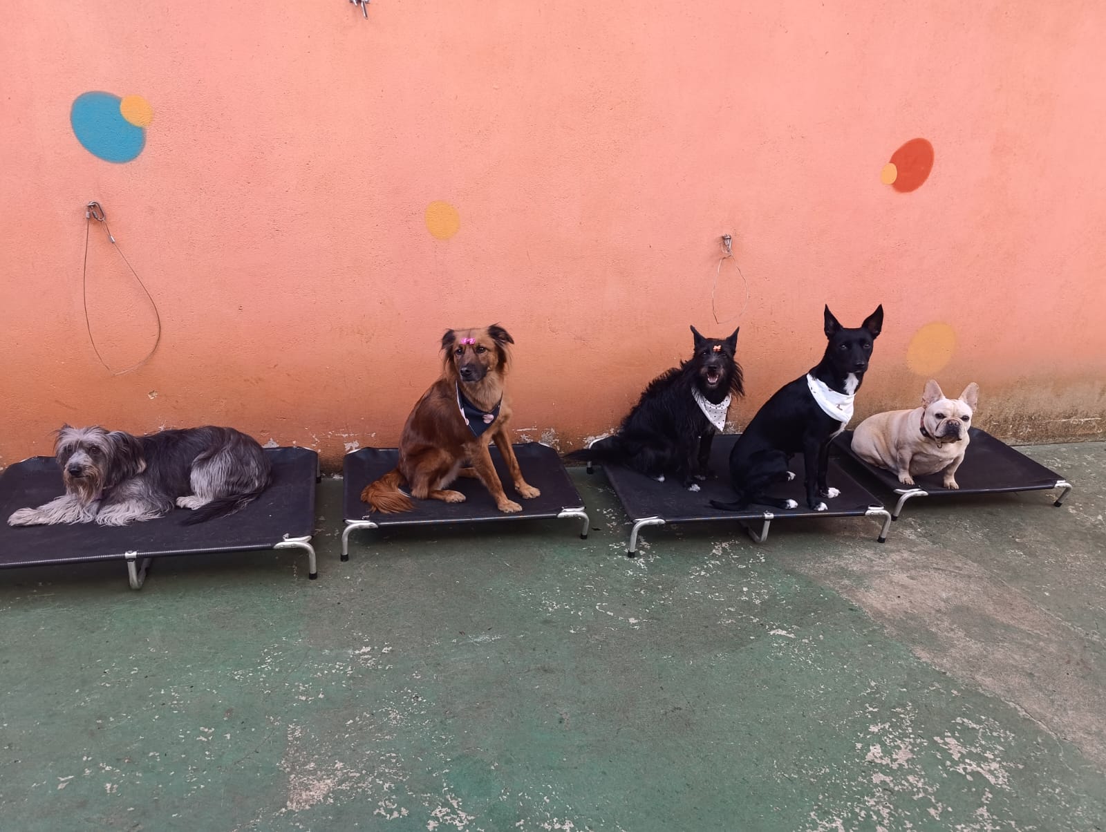 Só as Cachorras 😂😂😂
