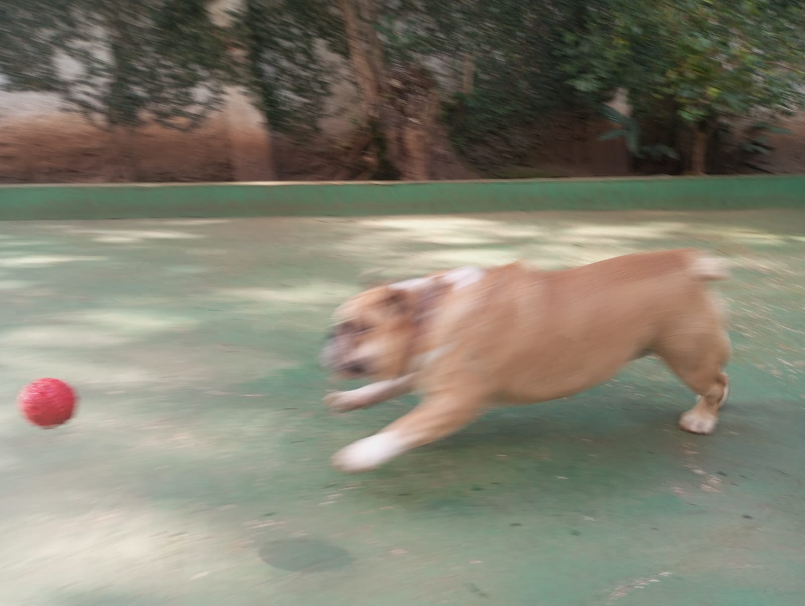 Foto do dia 14/07/2026 11:03  na clínica Animal House