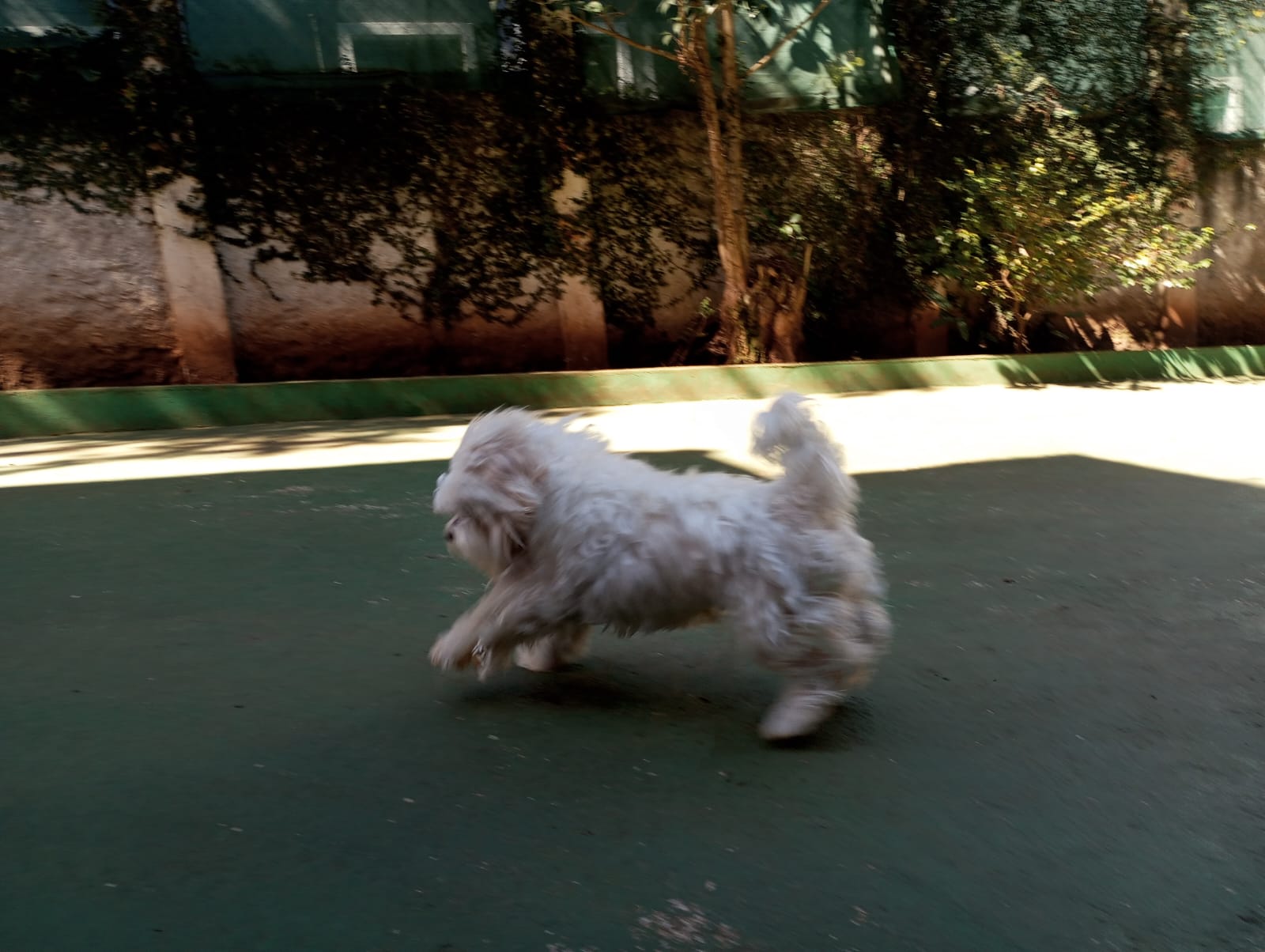 Foto do dia 15/07/2026 11:47  na clínica Animal House