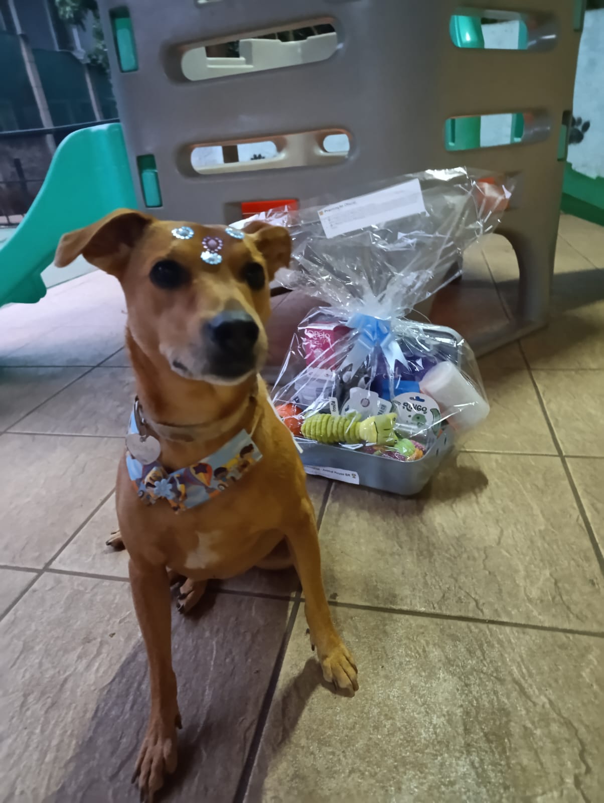 Dora a Campeã 😍
Parabéns a todos 🥰
