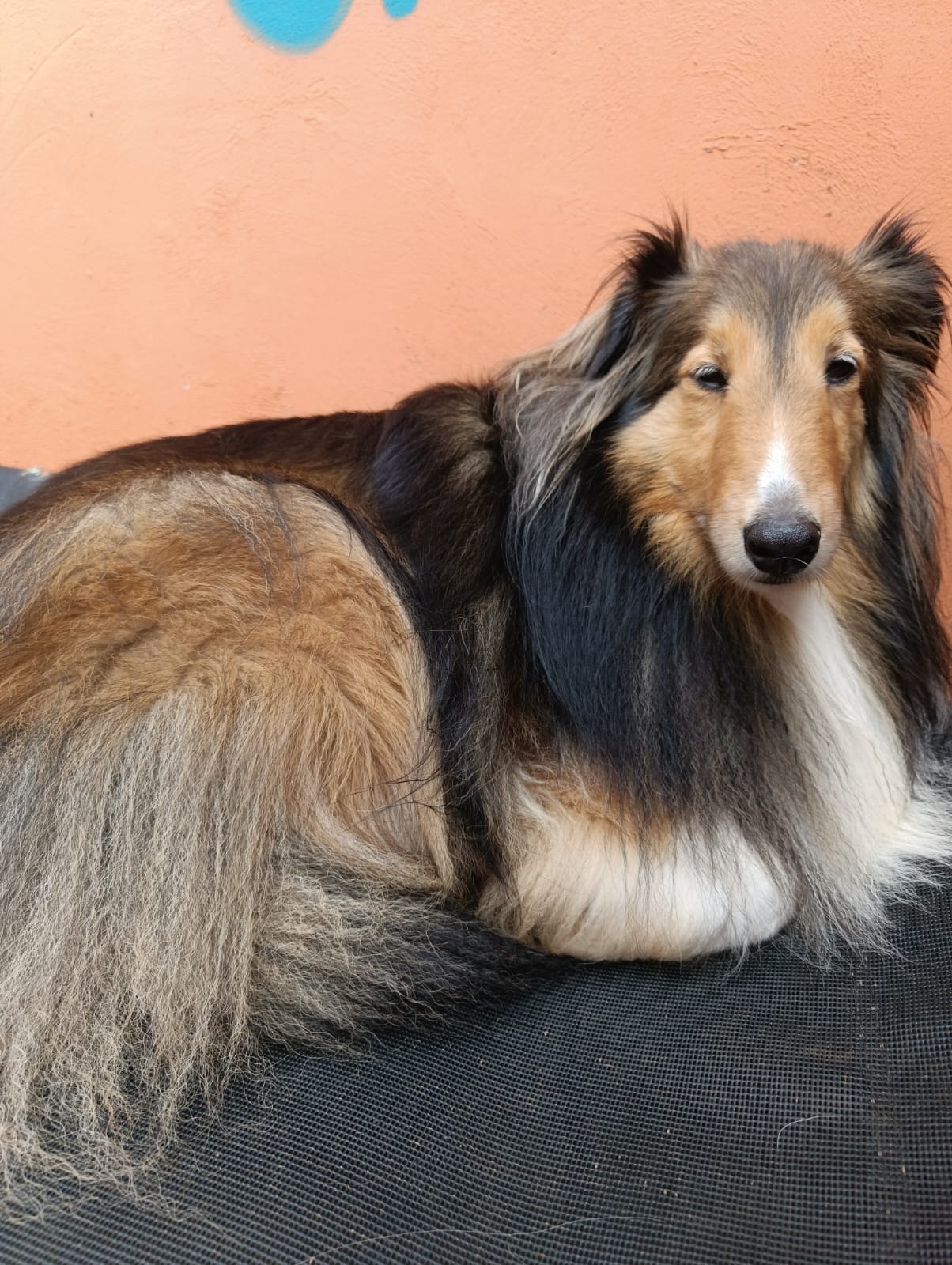 Auriane