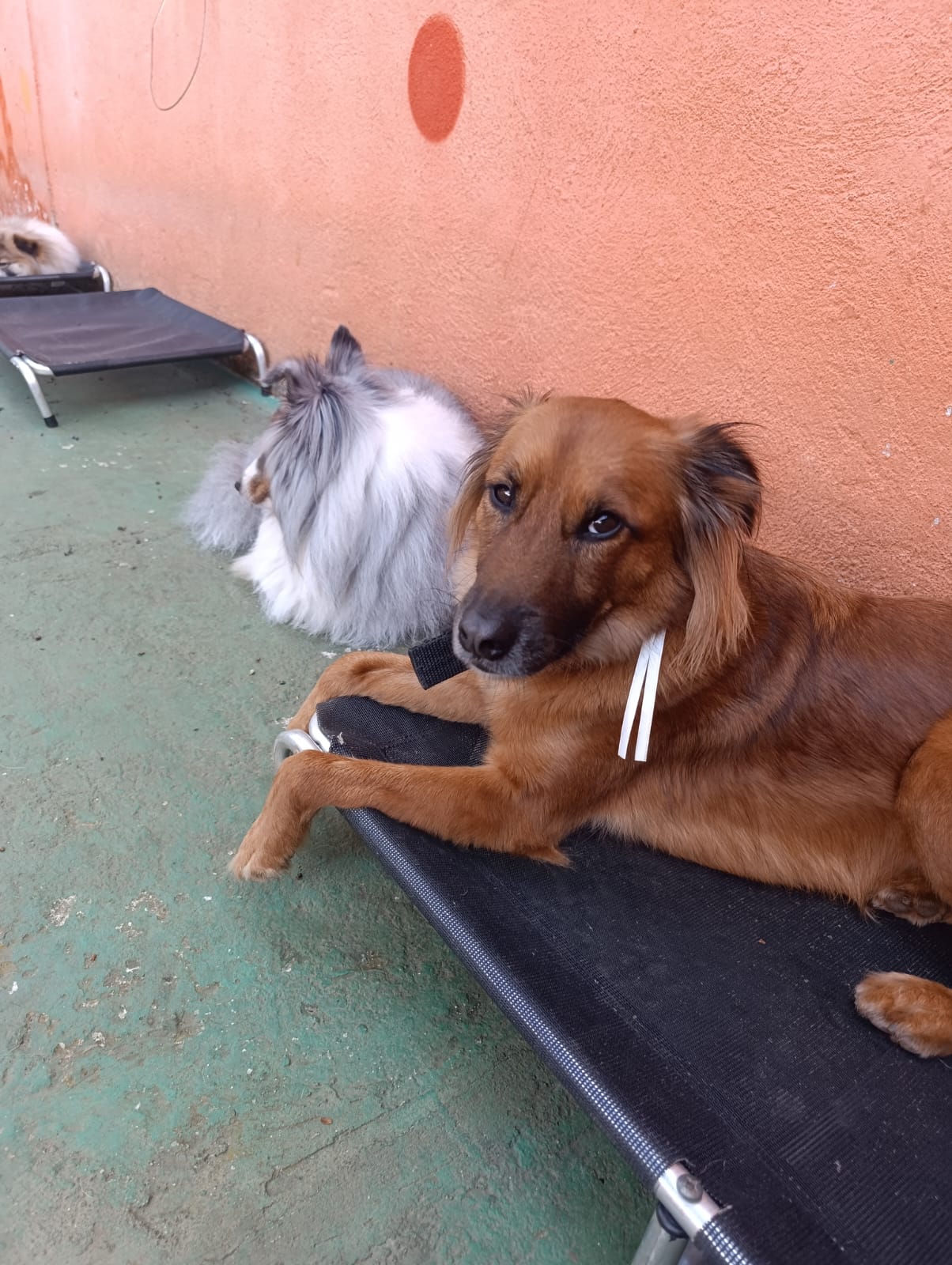 Cacau e Duke