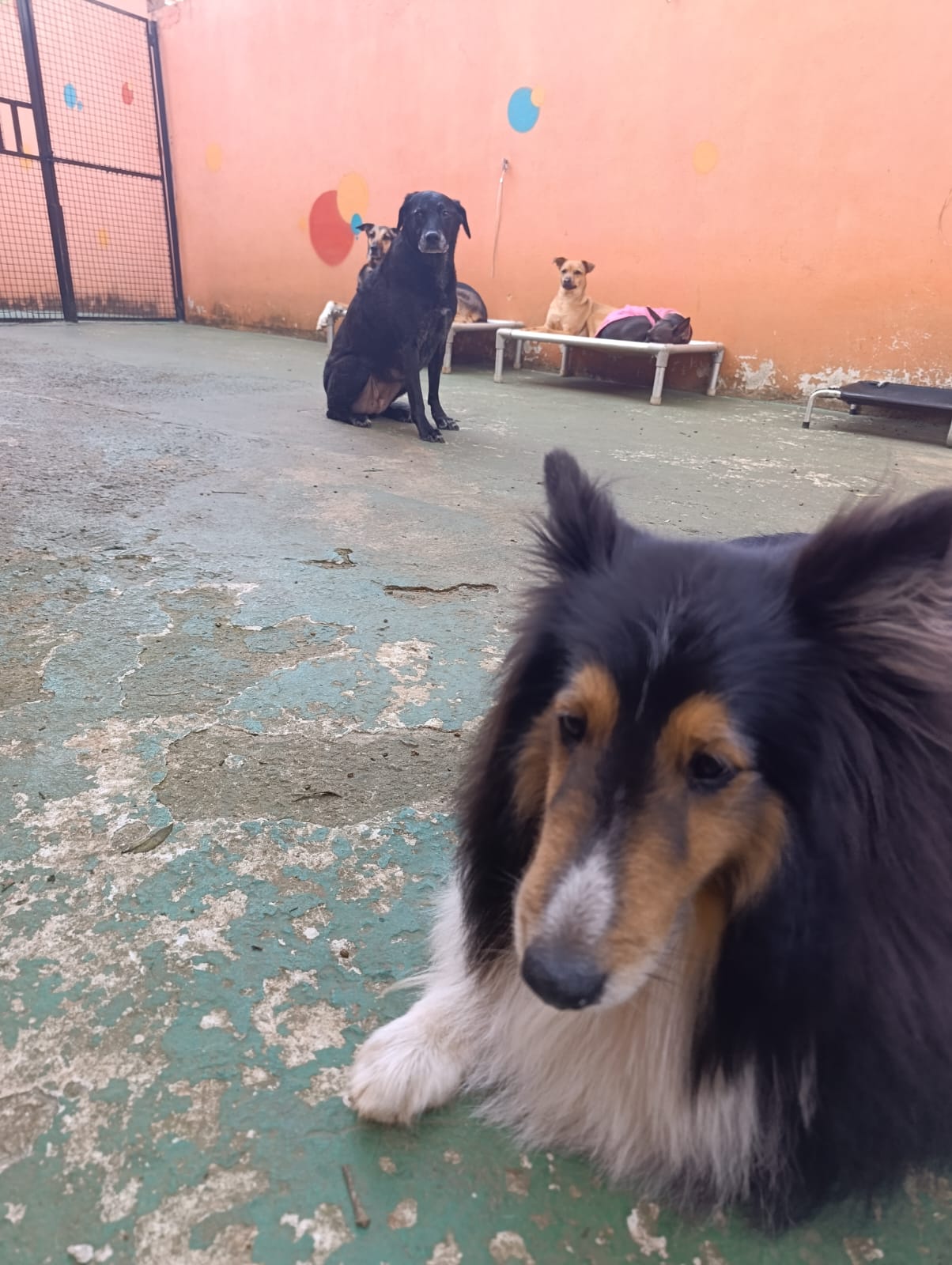 Nolan e Nina