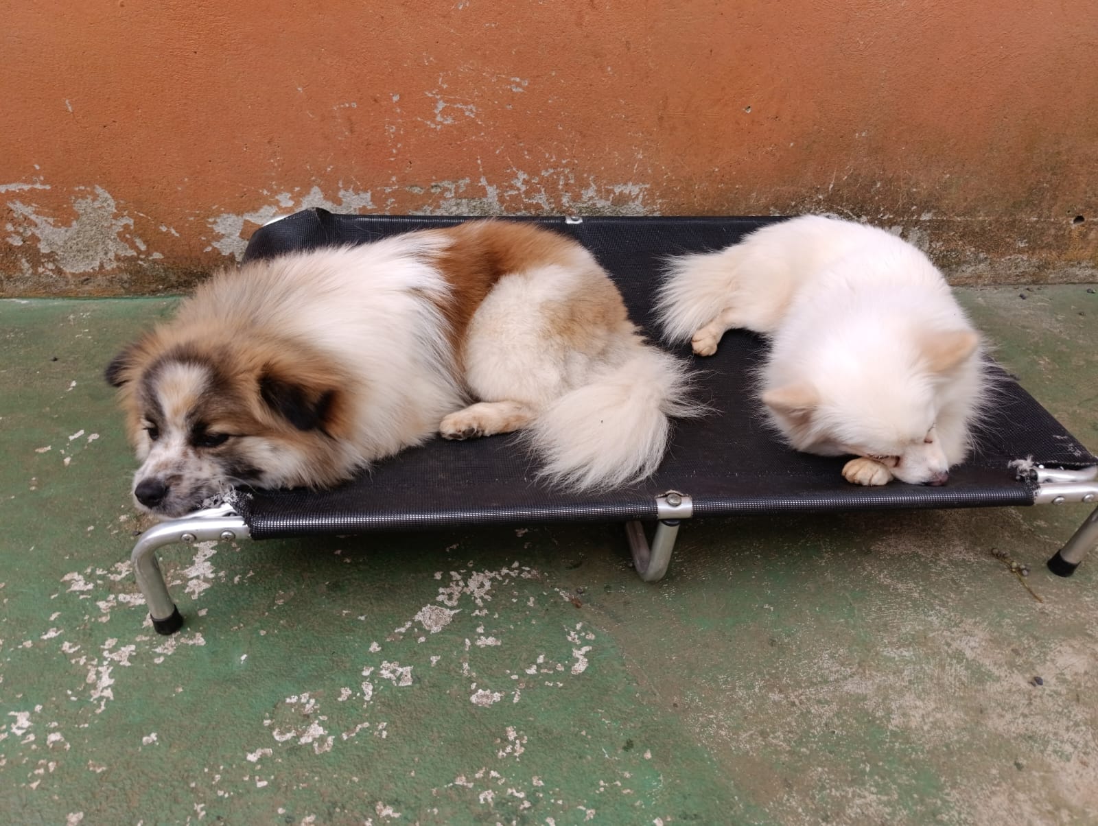 Beethoven Jorge & Luna Claudina