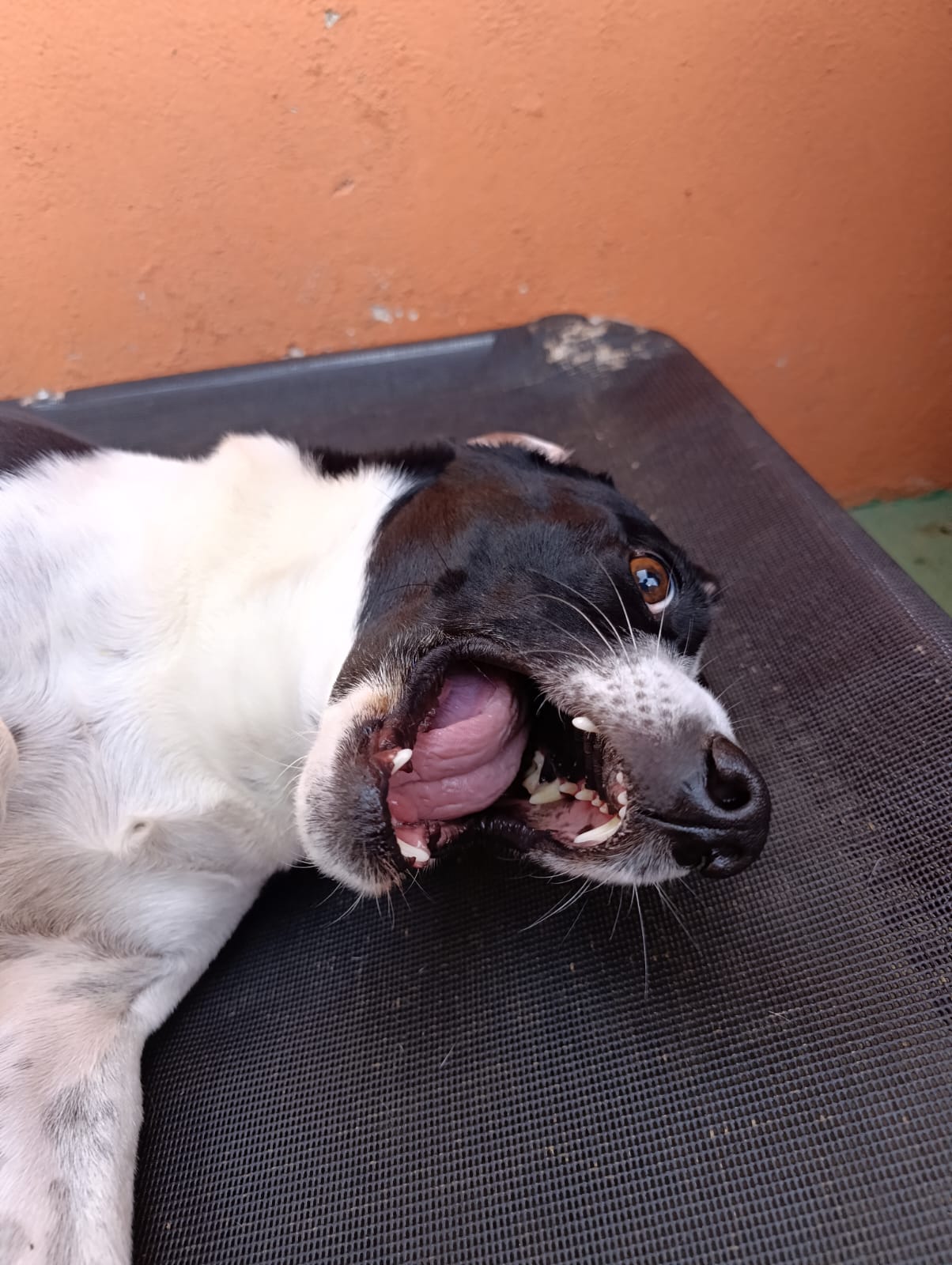 Lulu 😂