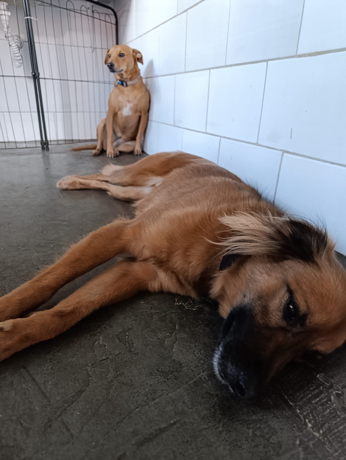 Dorinha e cacau