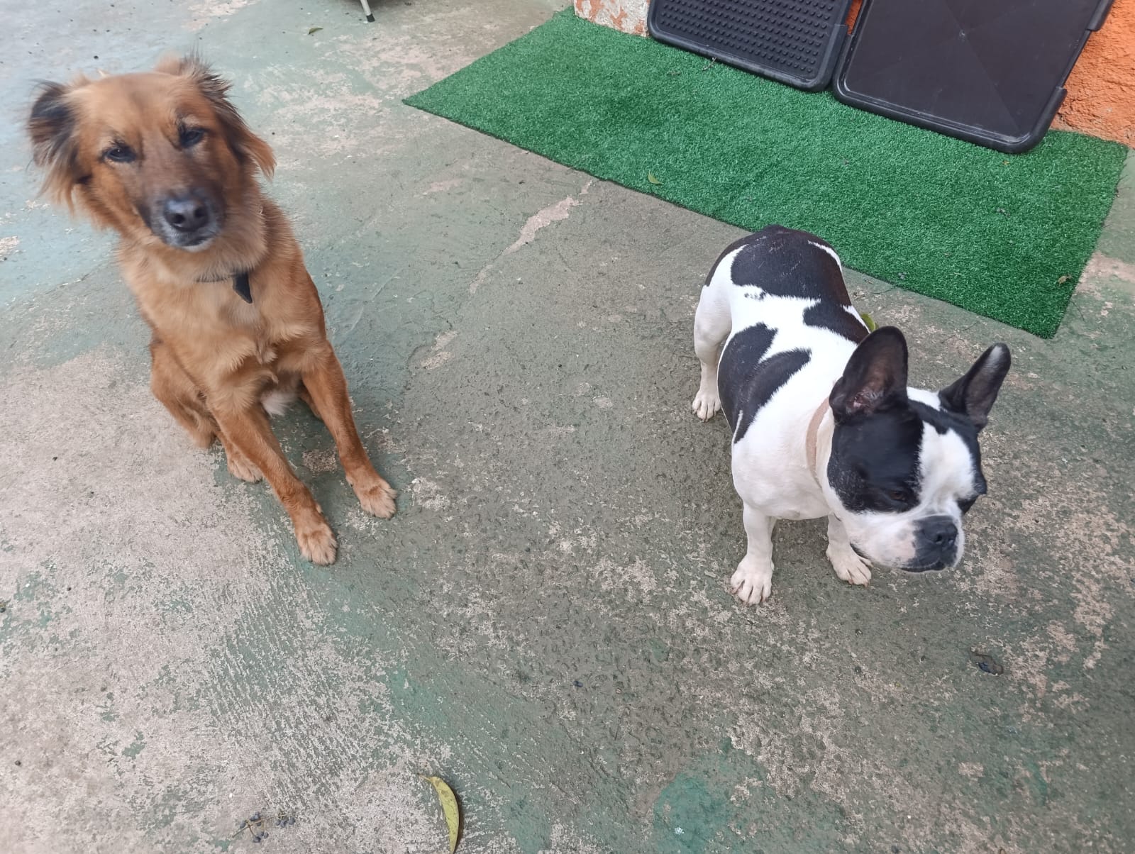 Cacau e Bruska