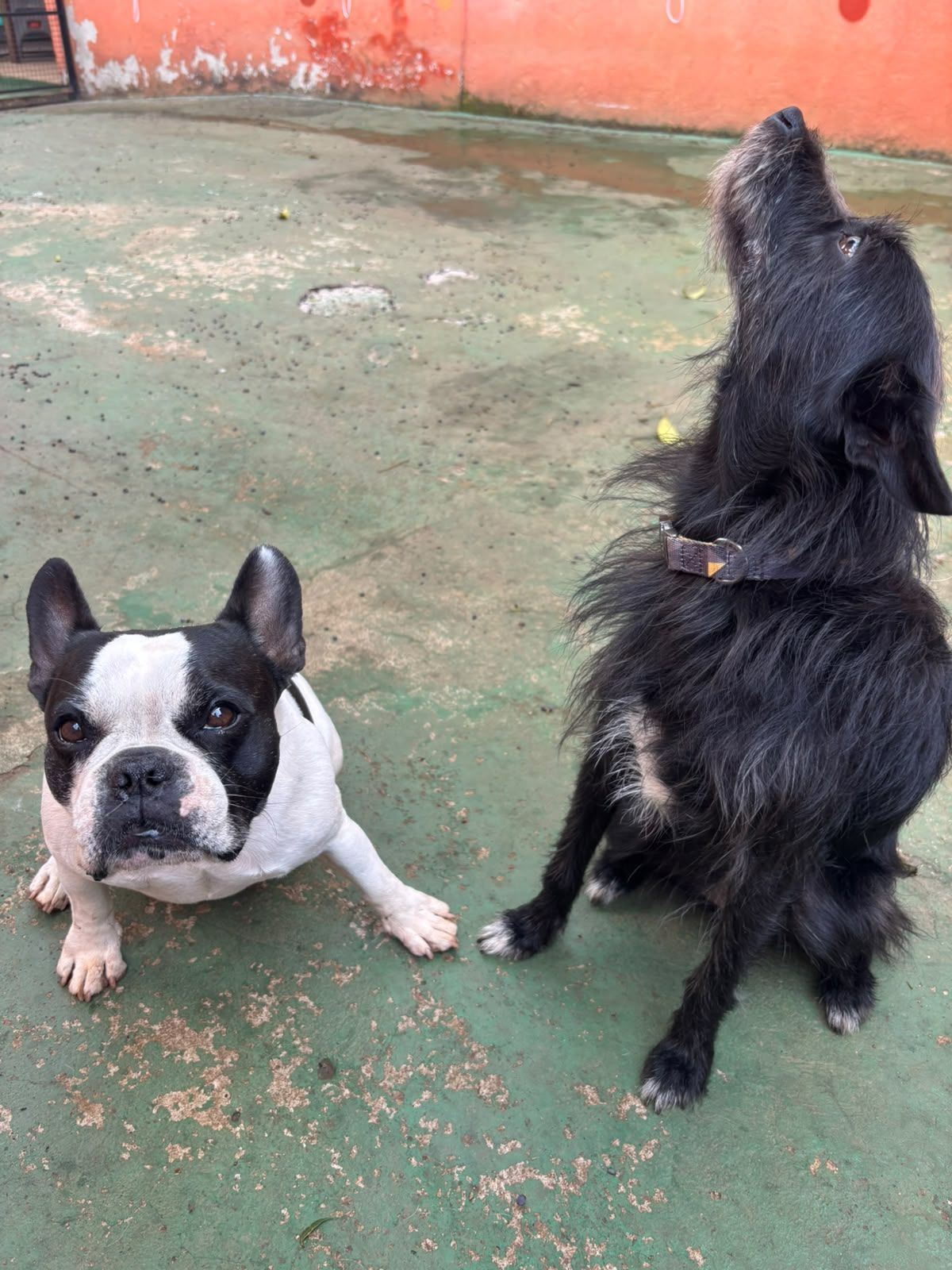 Bruska e Anitta