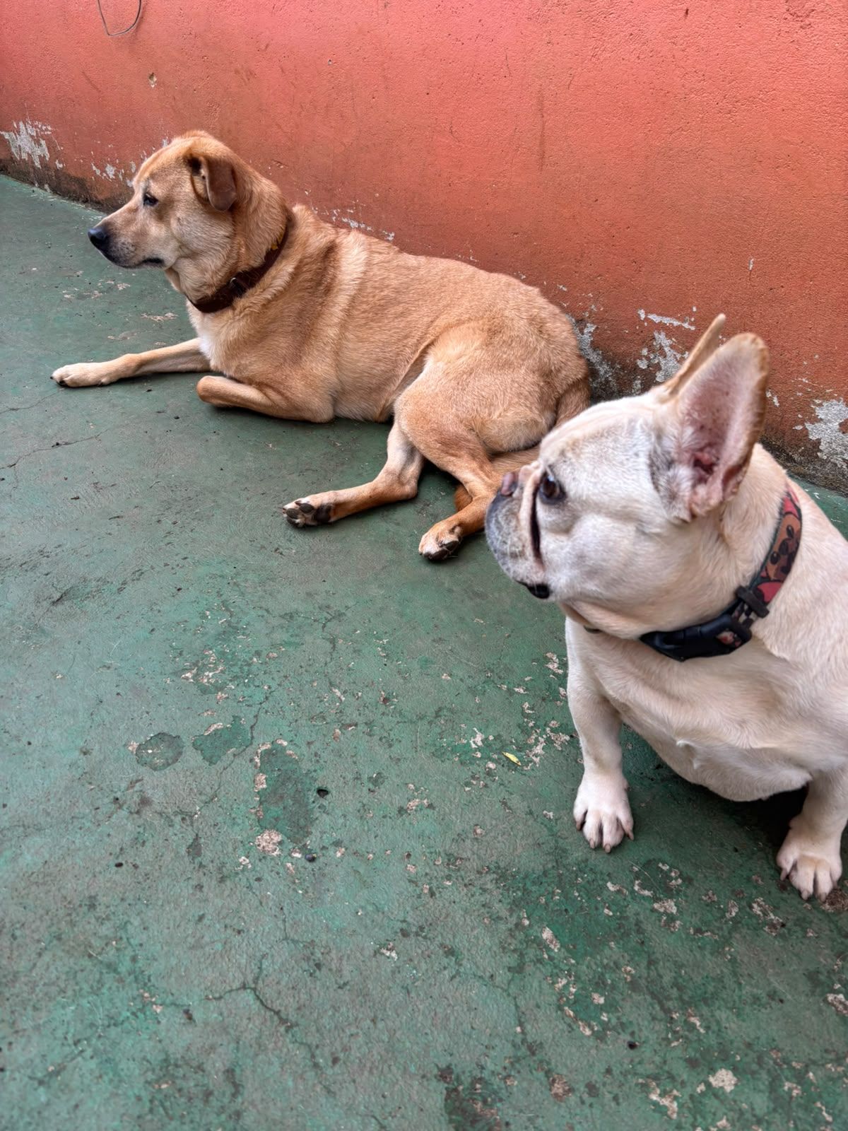 Zecao e Jade