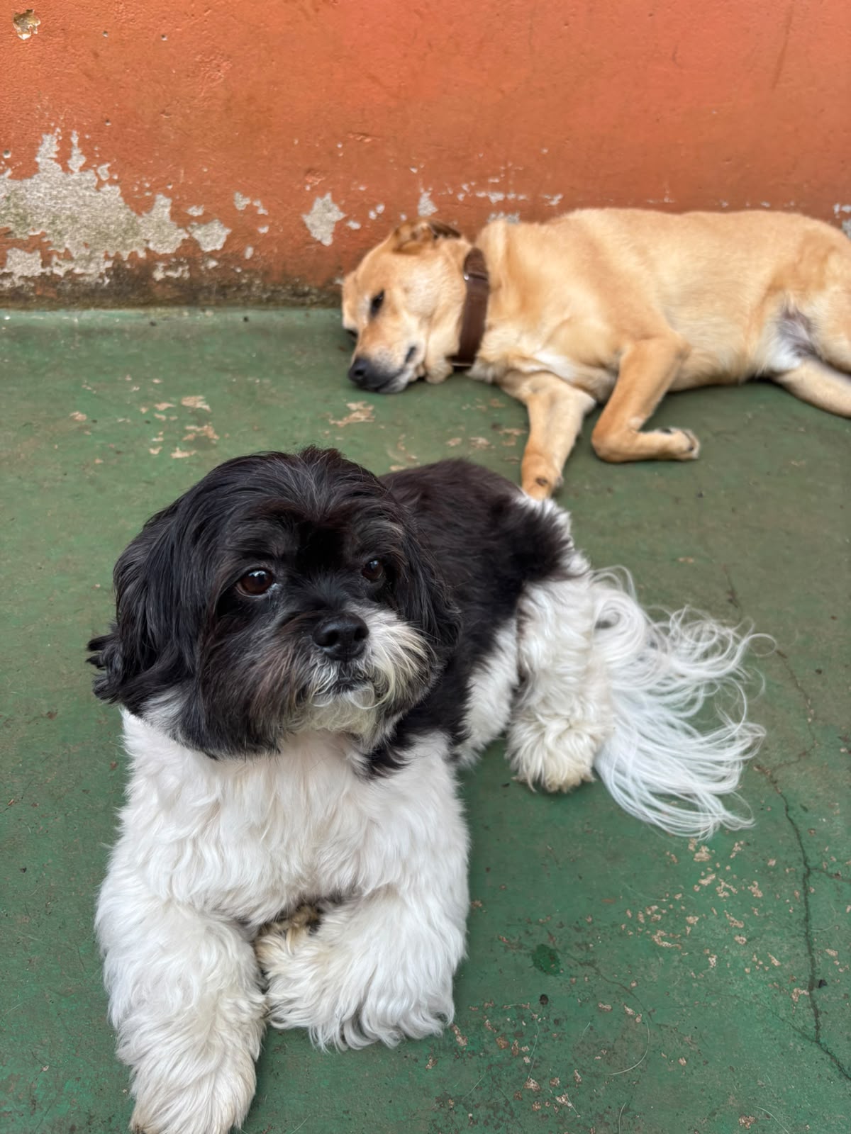 Don e Zecao