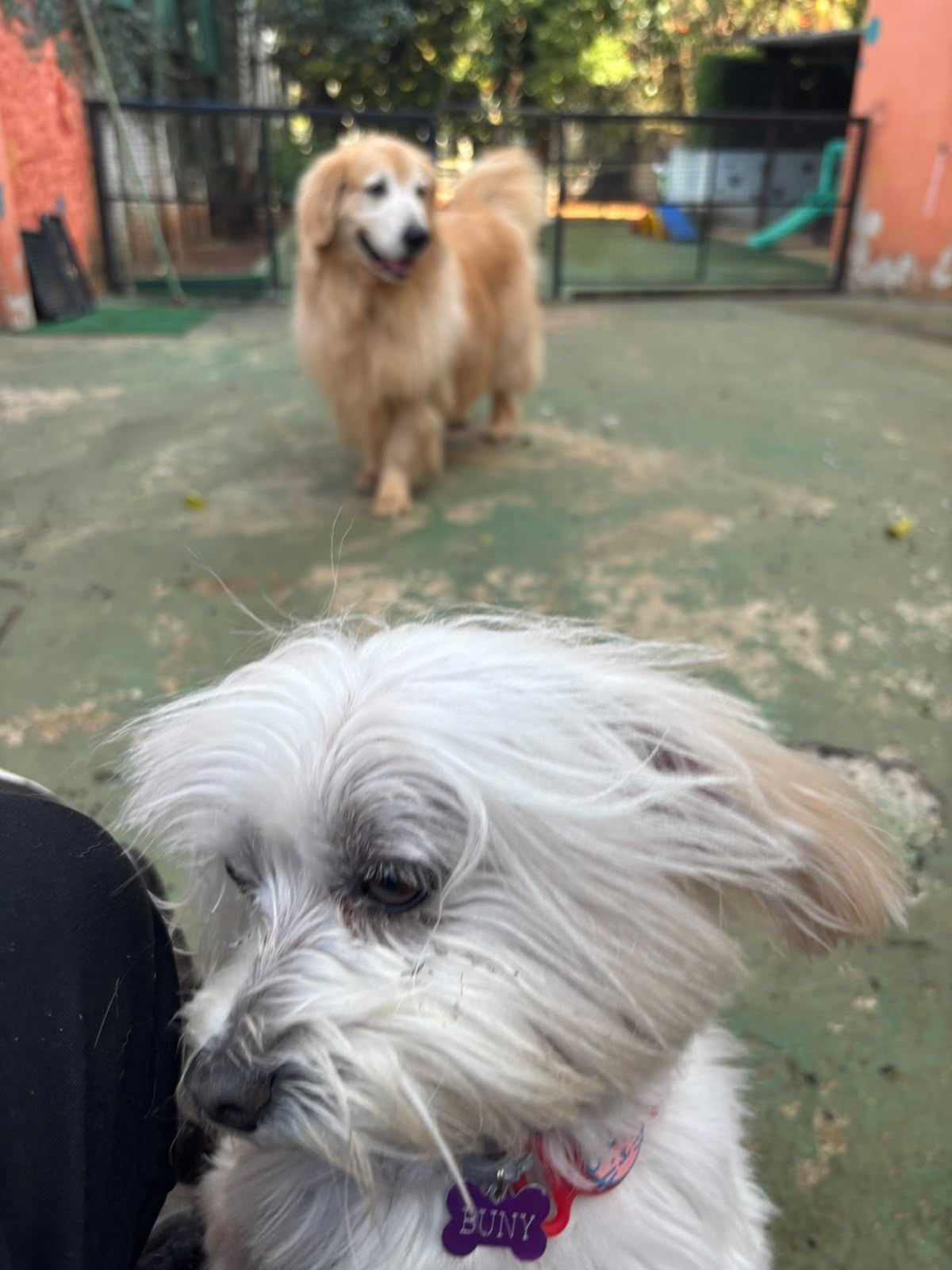 Buny bigodinho e Dodo