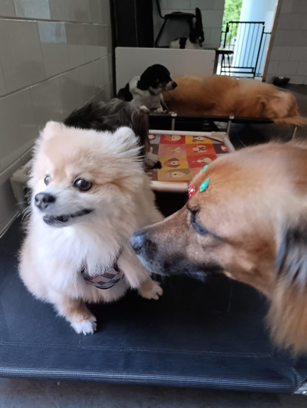 Cacau intimidando a Lua 😅😆