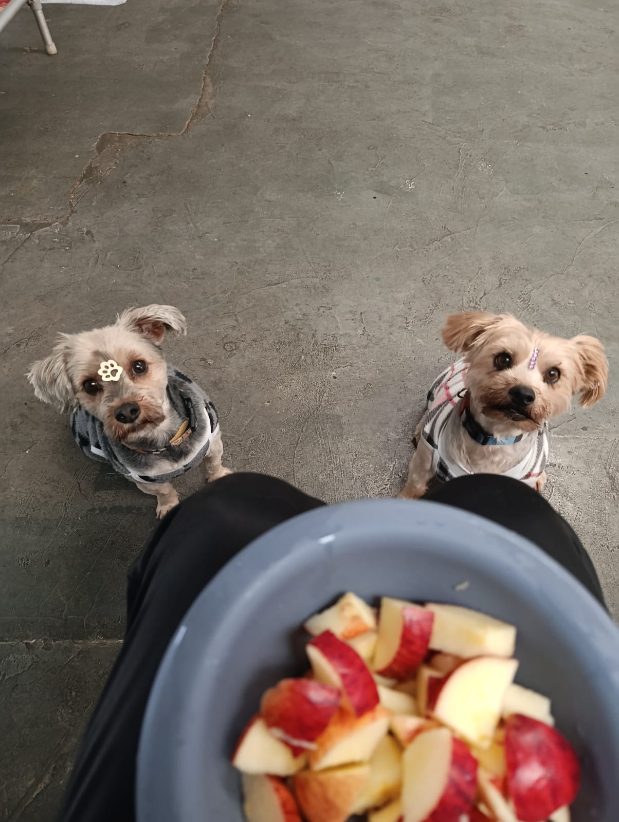 Lola e Charlie
