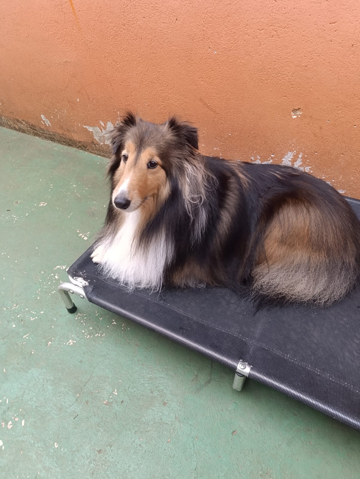 Auri