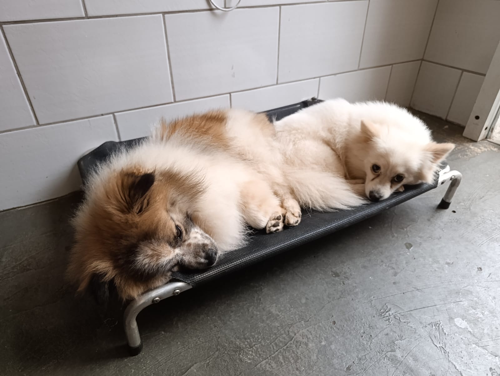 Beto & Luna