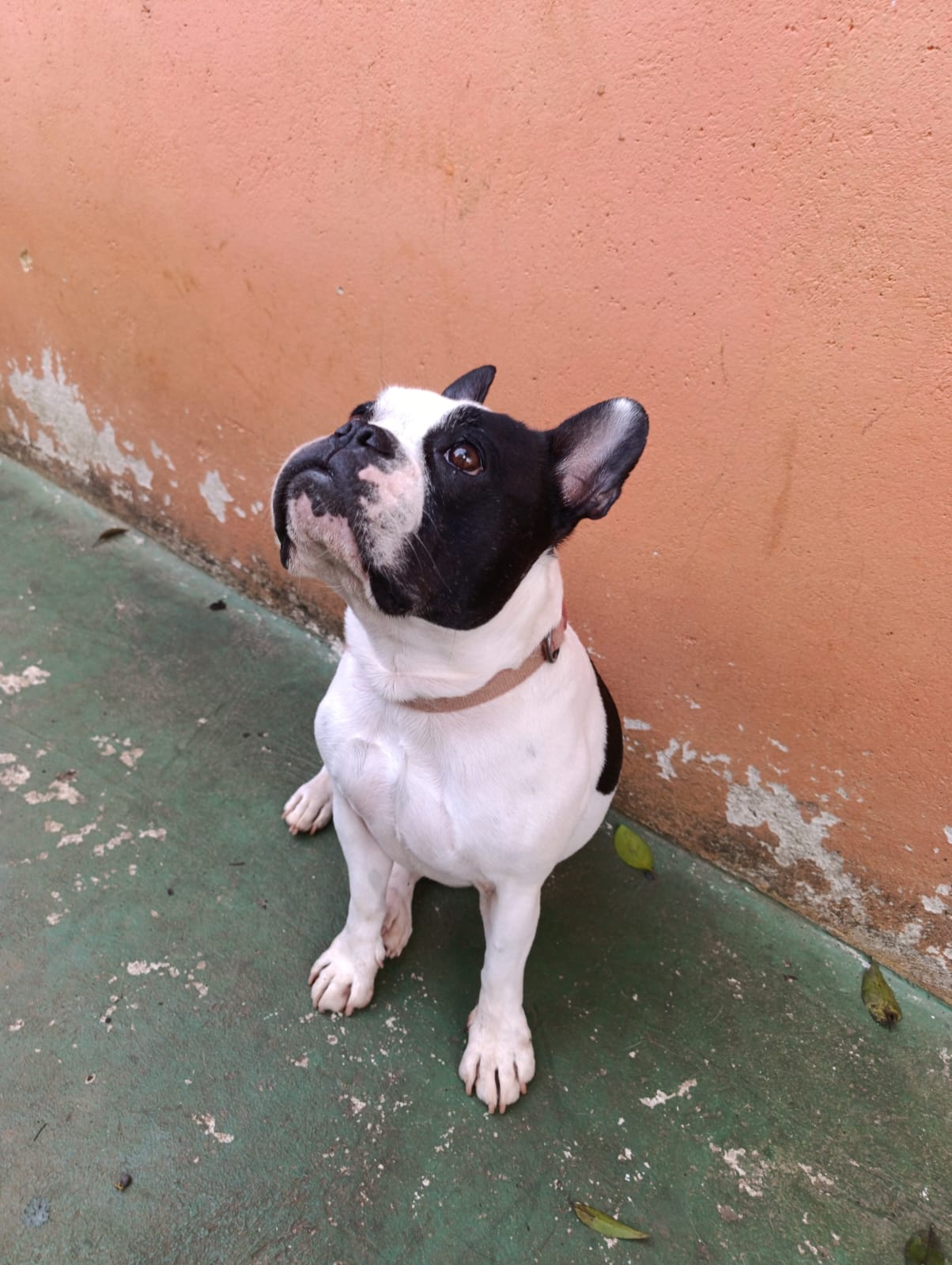 Bruska sempre observando alguma coisa que ninguem vê! 😱