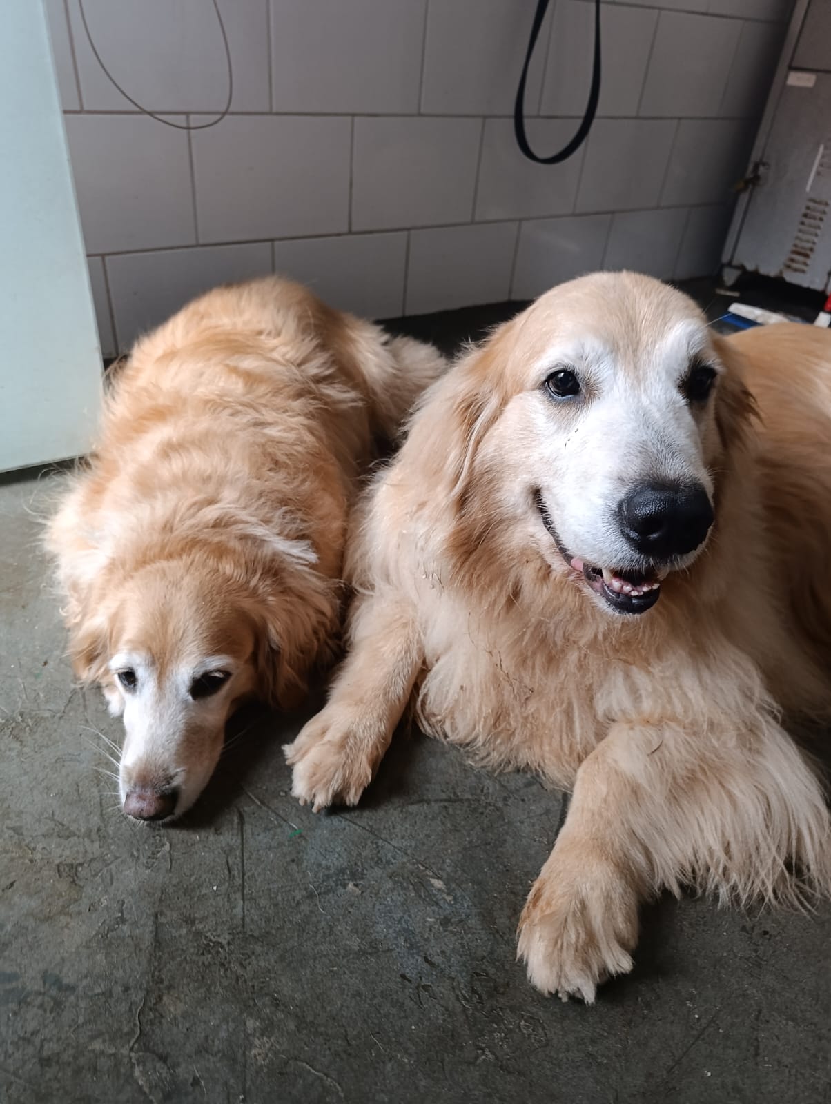 Os Goldinhos