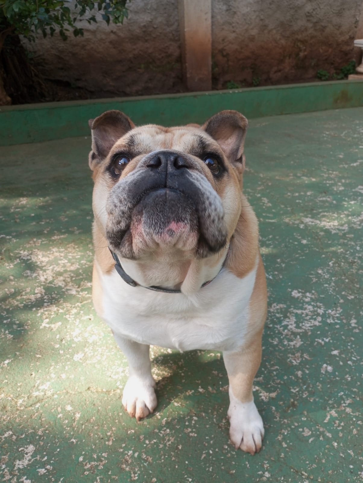 Foto do dia 17/08/2026 10:29  na clínica Animal House