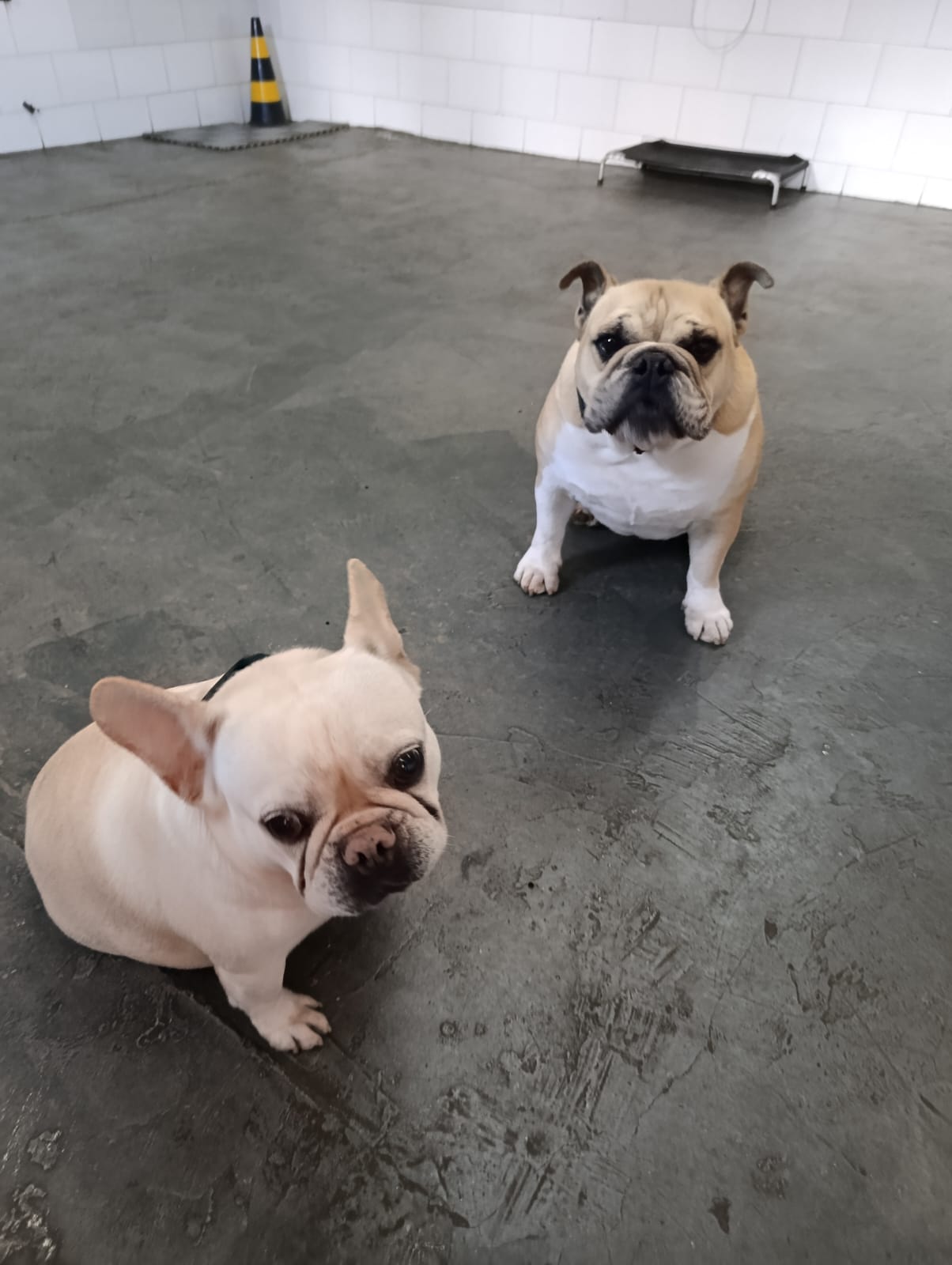 Jade & Zeus