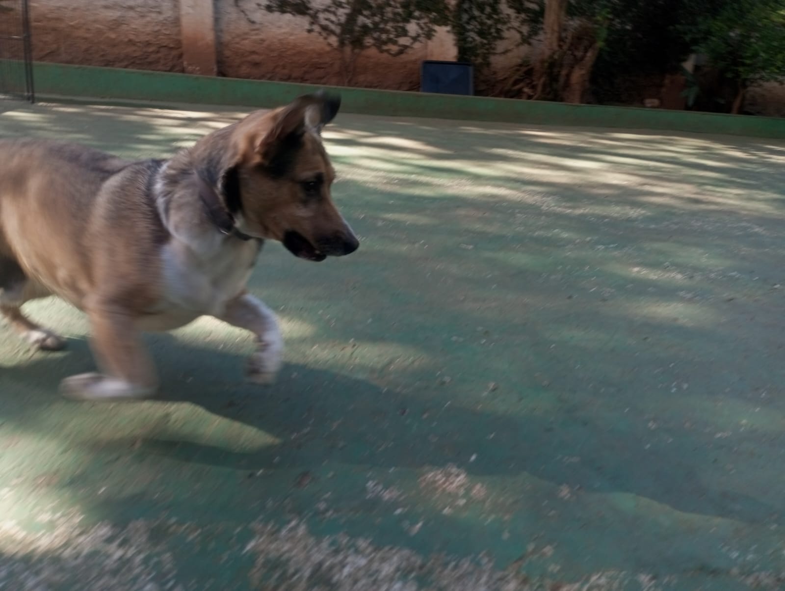 Foto do dia 19/08/2026 09:59  na clínica Animal House