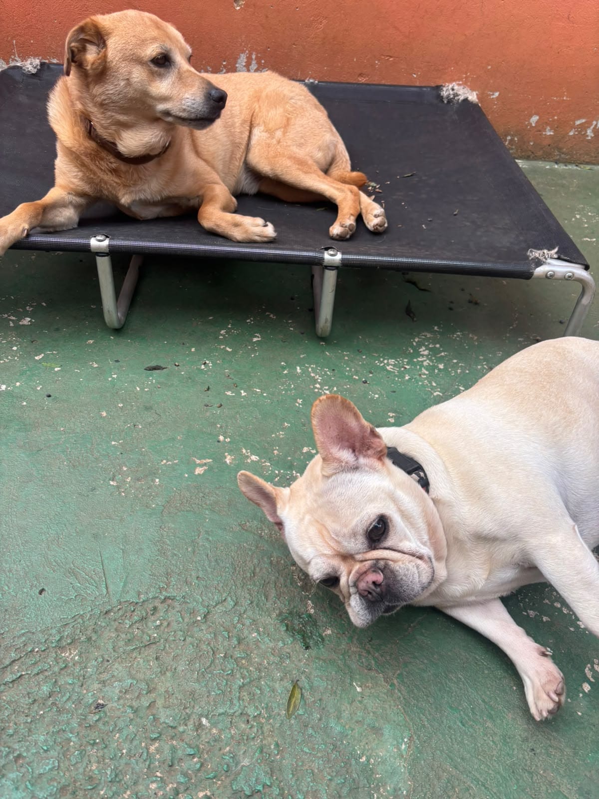 Jade e Zecao relaxando
