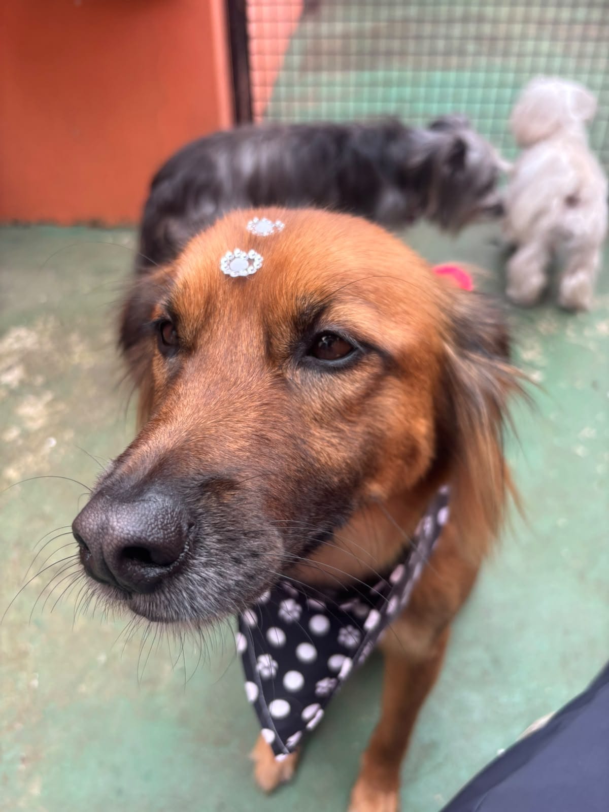 Cacau cheirosinha depois do banho