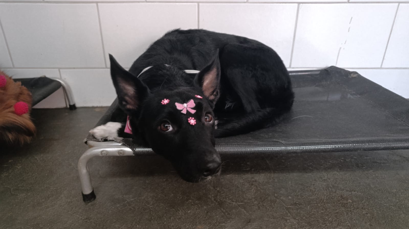 Amorinha