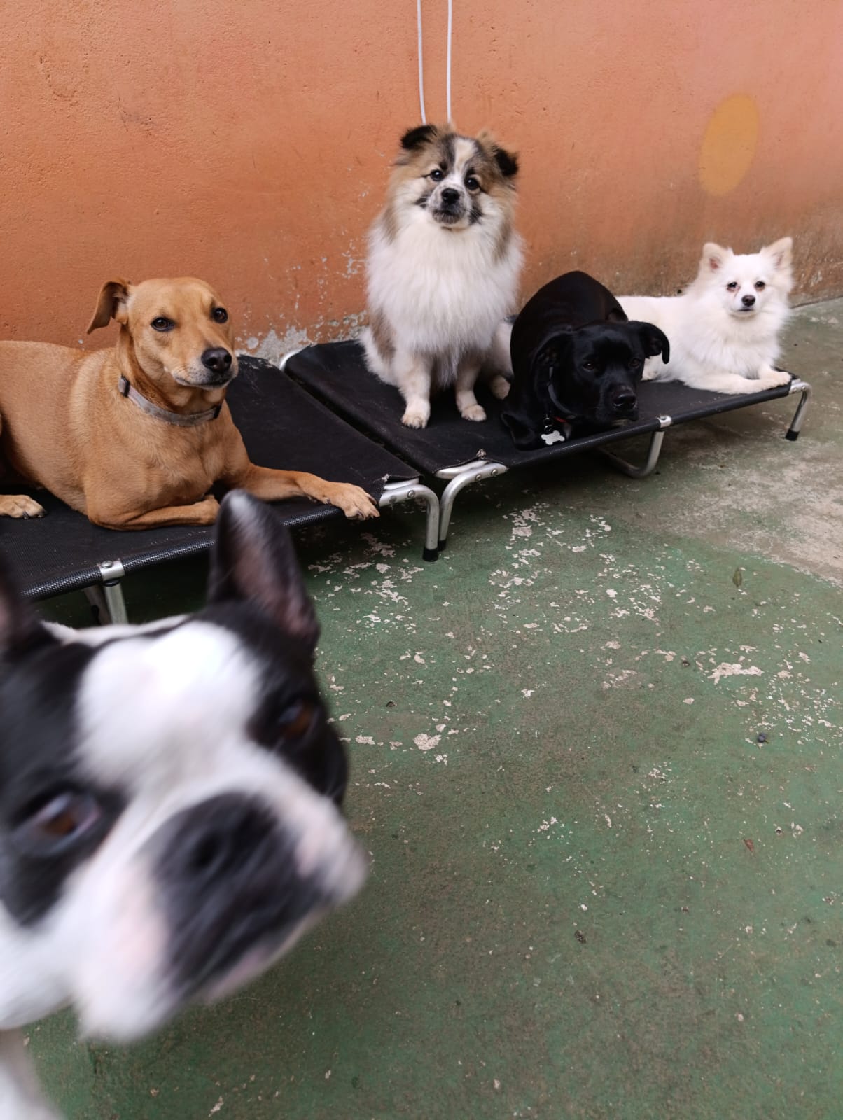A turma