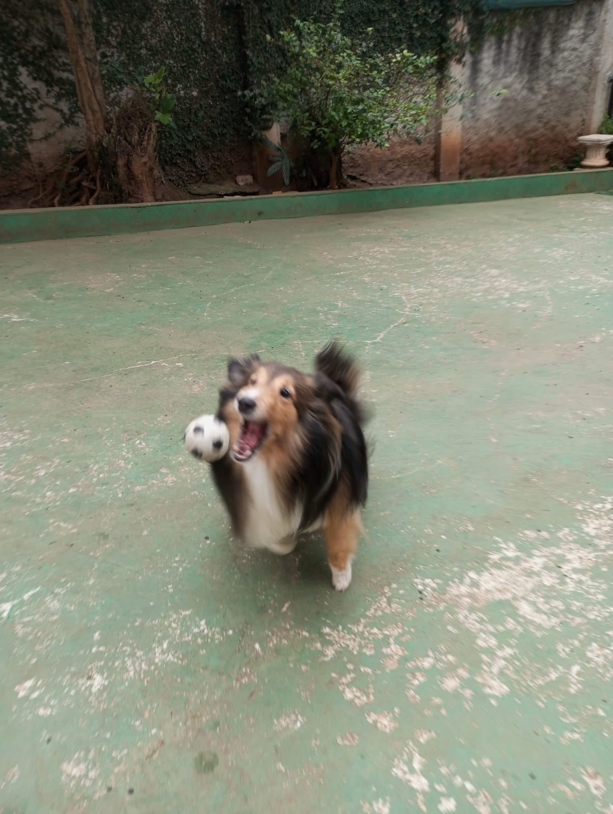 Auri