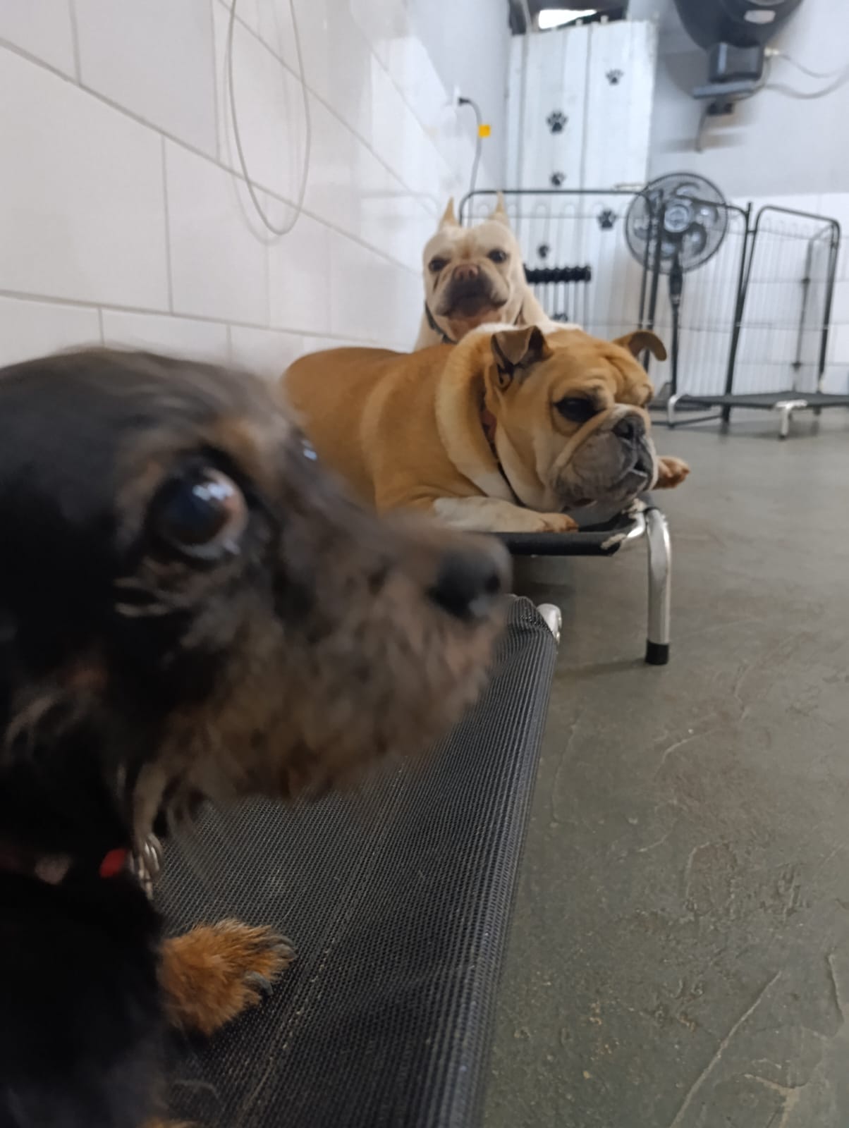 Foto do dia 25/08/2026 16:20  na clínica Animal House